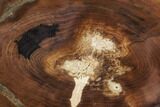 Petrified Wood (Cherry) Round - McDermitt, Oregon #104910-1